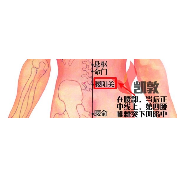 【凱敦穴位知識】腰陽關穴