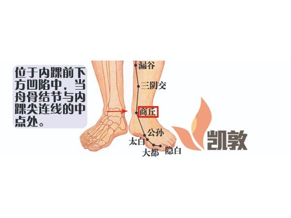 【凱敦穴位知識】商丘穴
