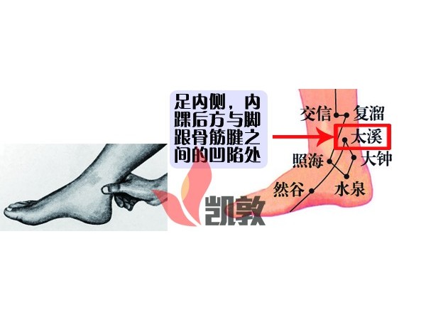 【凱敦穴位知識】太溪穴