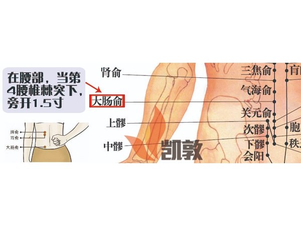 【凱敦穴位知識(shí)】大腸俞穴
