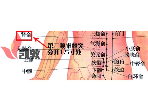 【凱敦穴位知識】腎俞穴