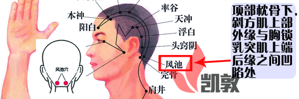 12.風(fēng)池穴