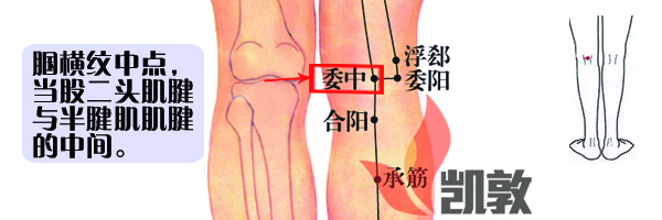 58.委中穴